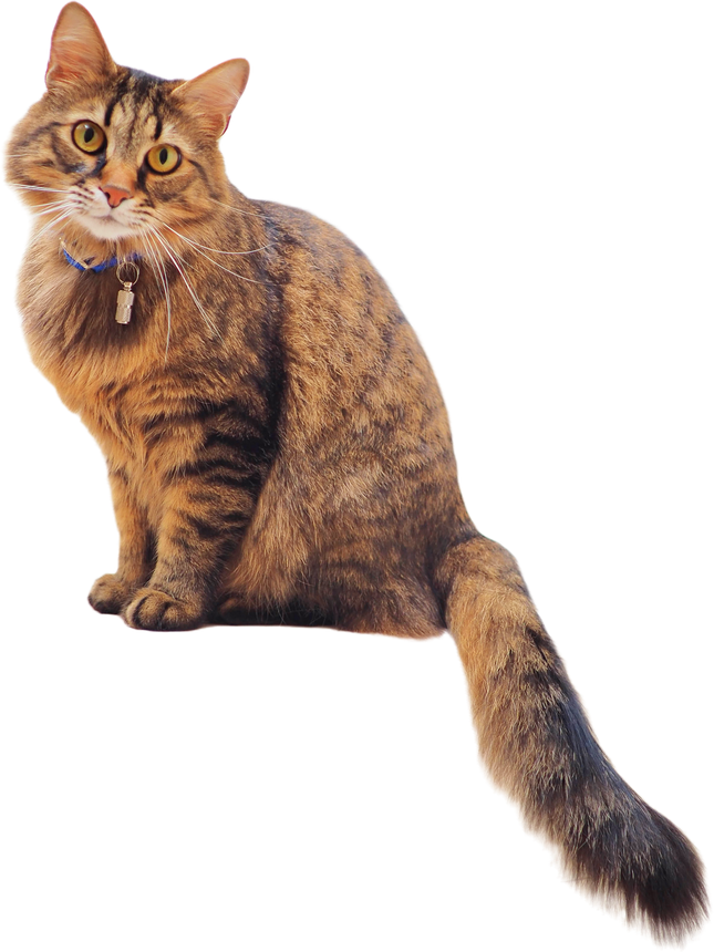 Cute Cat on transparent background